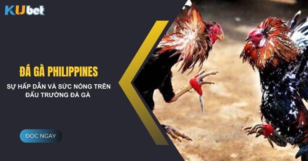 Sự hấp dẫn và sức nóng của đá gà philippines tại Kubet