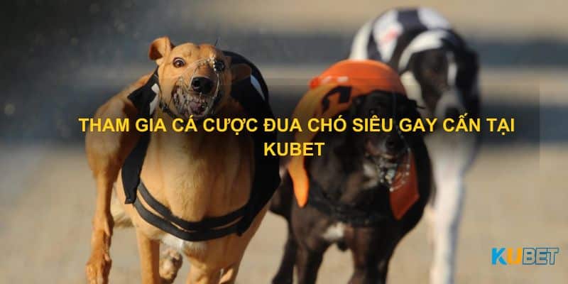 Tham gia cá cược đua chó siêu gay cấn tại Kubet 
